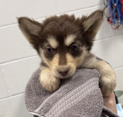 Shelter Stray Female Dog last seen Near Chestnut Ave, 64130, MO, 7077 Elmwood Ave, Kansas City, MO 64132, USA