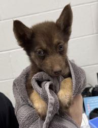 Shelter Stray Female Dog last seen Near Chestnut Ave, 64130, MO, 7077 Elmwood Ave, Kansas City, MO 64132, USA