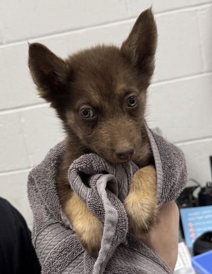 Shelter Stray Female Dog last seen Near Chestnut Ave, 64130, MO, 7077 Elmwood Ave, Kansas City, MO 64132, USA