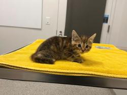 Shelter Stray Female Cat last seen Near Winchester Avenue, 64134, MO, 7077 Elmwood Ave, Kansas City, MO 64132, USA