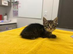 Shelter Stray Male Cat last seen Near Winchester Avenue, 64134, MO, 7077 Elmwood Ave, Kansas City, MO 64132, USA