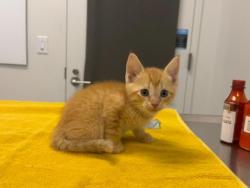 Shelter Stray Male Cat last seen Near Winchester Avenue, 64134, MO, 7077 Elmwood Ave, Kansas City, MO 64132, USA
