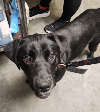 Shelter Stray Male Dog last seen Hwy 31 S/ Water Tower, Myrtle Beach, SC, 409 Bay St, North Myrtle Beach, SC 29582, USA