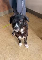Shelter Stray Female Dog last seen Valleyview Ln, Duncanville, TX, 1150 E Pleasant Run Rd, Cedar Hill, TX 75104, USA