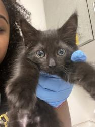 Shelter Stray Female Cat last seen Near 57th Sve, Oakland, CA, 1101 29th Ave, Oakland, CA 94601, USA
