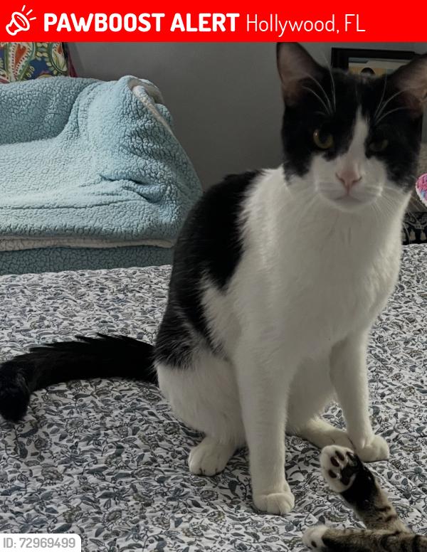 Lost Male Cat last seen Wilson St, Hollywood, FL 33020