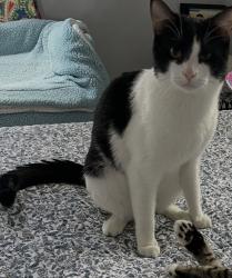 Lost Male Cat last seen Wilson St, Hollywood, FL 33020
