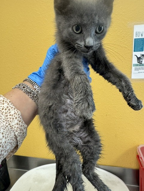 Shelter Stray Male Cat last seen South Parkway, 75149, TX, 1650 Gross Rd, Mesquite, TX 75149, USA