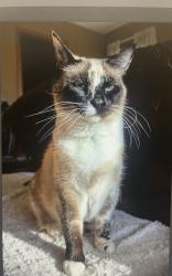 Lost Female Cat last seen Ramm Road or Middleton, Burlington Township, IL 60151