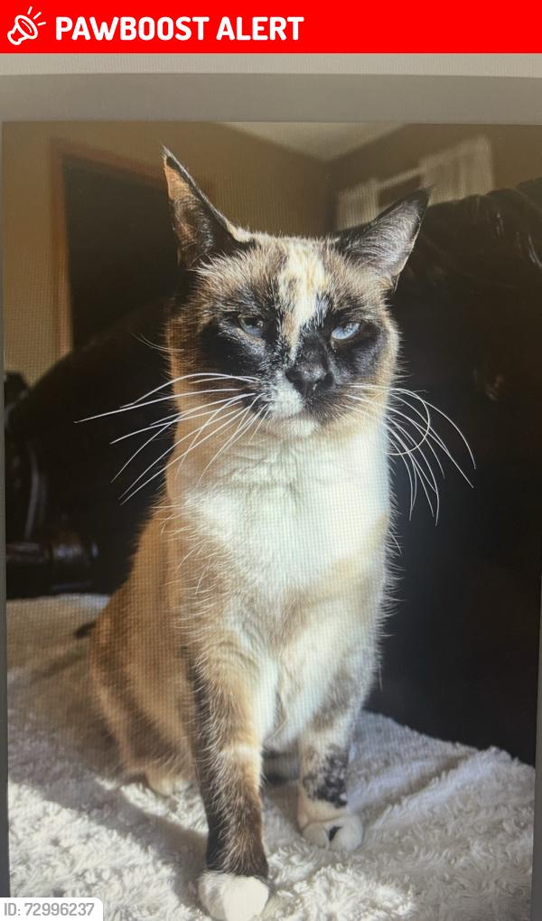 Lost Female Cat last seen Ramm Road or Middleton, Burlington Township, IL 60151