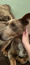 Reunited Female Dog last seen Bonita at Carlos, Redwood City, CA 94061
