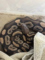 Shelter Stray Unknown Ball python last seen Near Memorial Dr, Decatur, GA 30032, 30032, GA, 3280 Chamblee Dunwoody Rd, Chamblee, GA 30341, USA