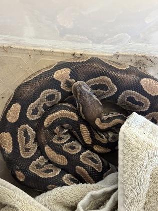 Shelter Stray Unknown Ball python last seen Near Memorial Dr, Decatur, GA 30032, 30032, GA, 3280 Chamblee Dunwoody Rd, Chamblee, GA 30341, USA