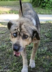 Shelter Stray Male Dog last seen Near BLOCK TOPEKA BLVD, 4710 TX-151, San Antonio, TX 78227, USA