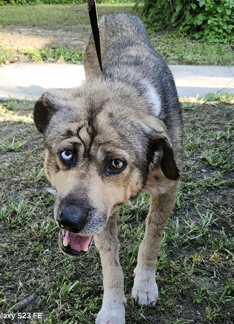 Shelter Stray Male Dog last seen Near BLOCK TOPEKA BLVD, 4710 TX-151, San Antonio, TX 78227, USA
