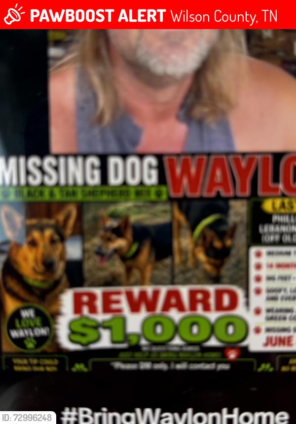 Lost Male Dog last seen Rome pike, Lebanon, TN 37087