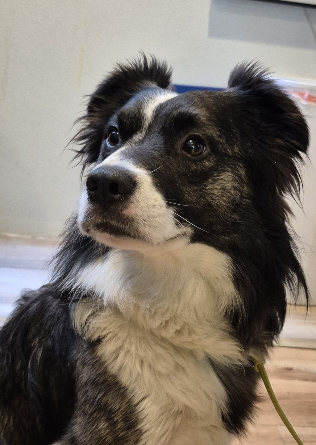 Shelter Stray Male Dog last seen Randall Way, SILVERDALE, WA, 98383, 9167 Dickey Rd NW, Silverdale, WA 98383, USA