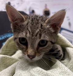 Shelter Stray Male Cat last seen Near Goldenrod Street, Escondido, CA, 92027, Escondido, CA 92027, USA