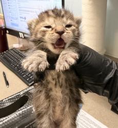 Shelter Stray Unknown Cat last seen Near Byrd Street, San Diego, CA, 92154, 5500 Gaines St, San Diego, CA 92110, USA