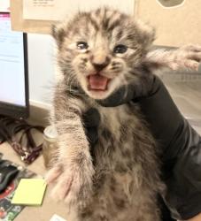 Shelter Stray Unknown Cat last seen Near Byrd Street, San Diego, CA, 92154, 5500 Gaines St, San Diego, CA 92110, USA