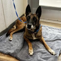 Shelter Stray Female Dog last seen Near Imperial Avenue, San Diego, CA, 92113, 5500 Gaines St, San Diego, CA 92110, USA