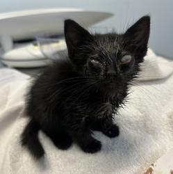 Shelter Stray Female Cat last seen Outside of the rez. on the highway, Santa Ysabel, CA, 92070, 5500 Gaines St, San Diego, CA 92110, USA