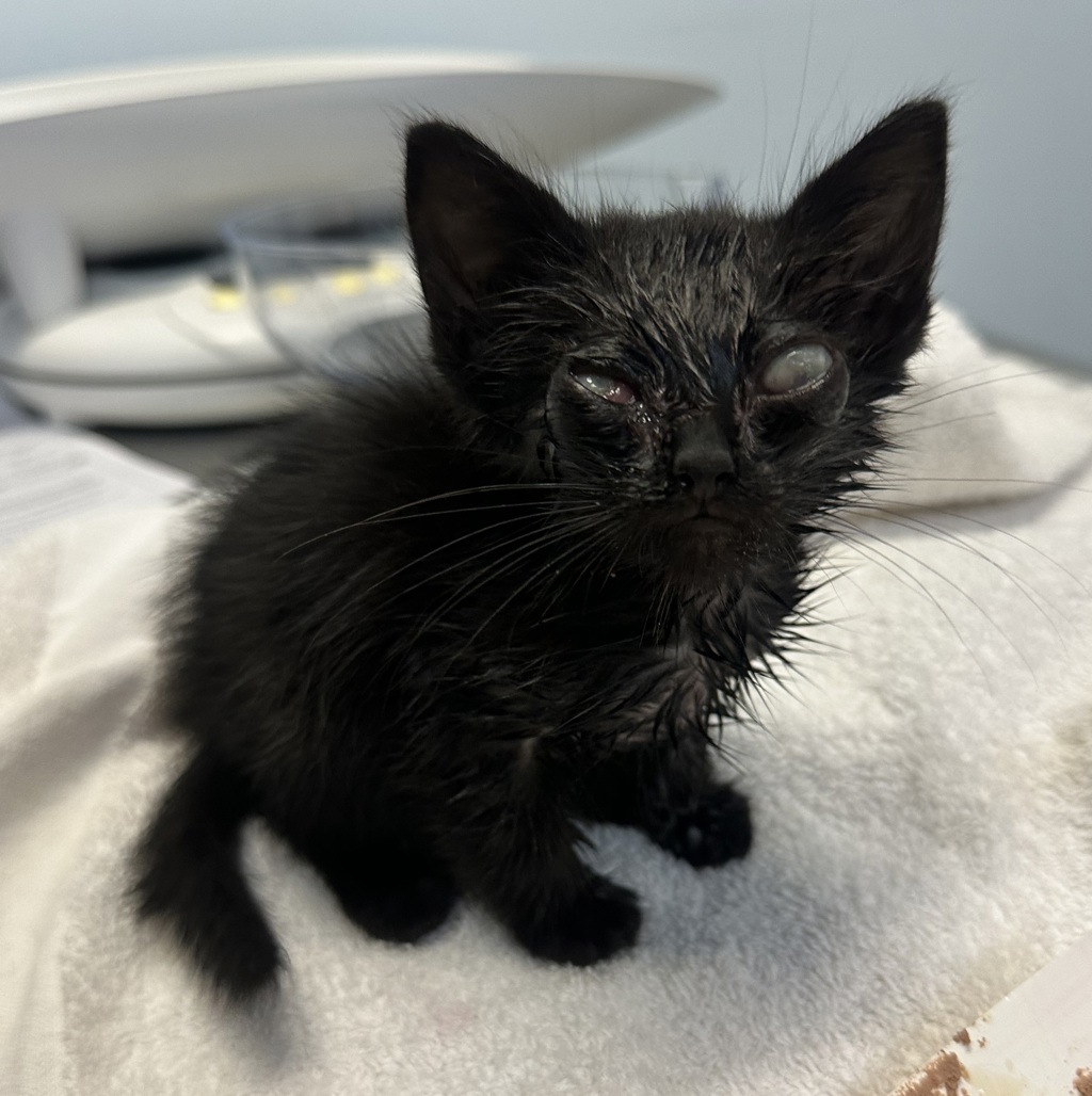 Shelter Stray Female Cat last seen Outside of the rez. on the highway, Santa Ysabel, CA, 92070, 5500 Gaines St, San Diego, CA 92110, USA