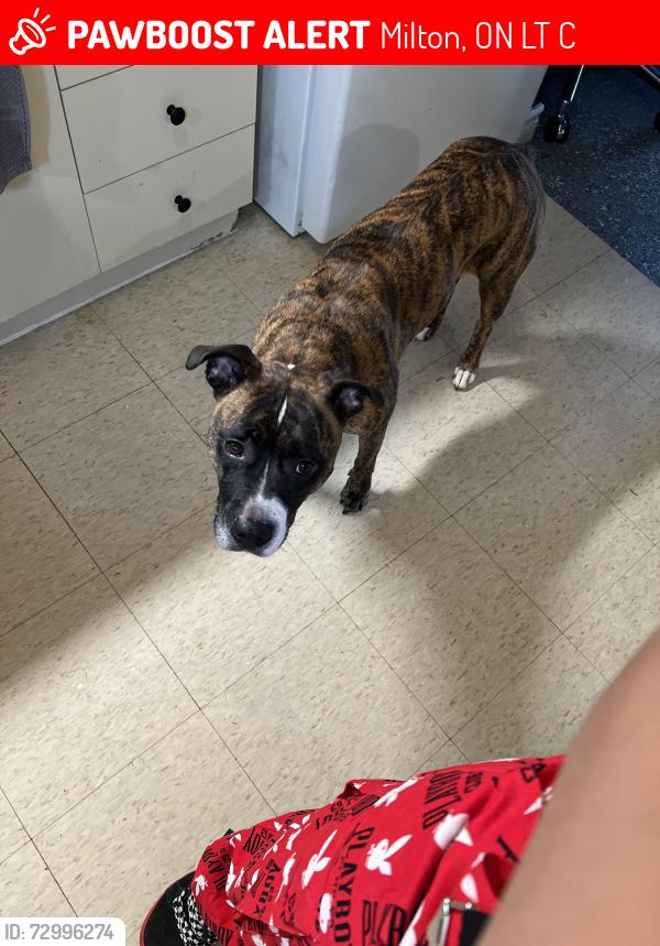 Lost Female Dog last seen Feathergrass crescent, Mississauga, ON L4Z