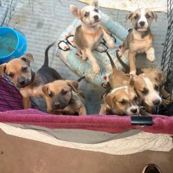 Shelter Stray Unknown Dog last seen , 11665 US-89, Flagstaff, AZ 86004, USA