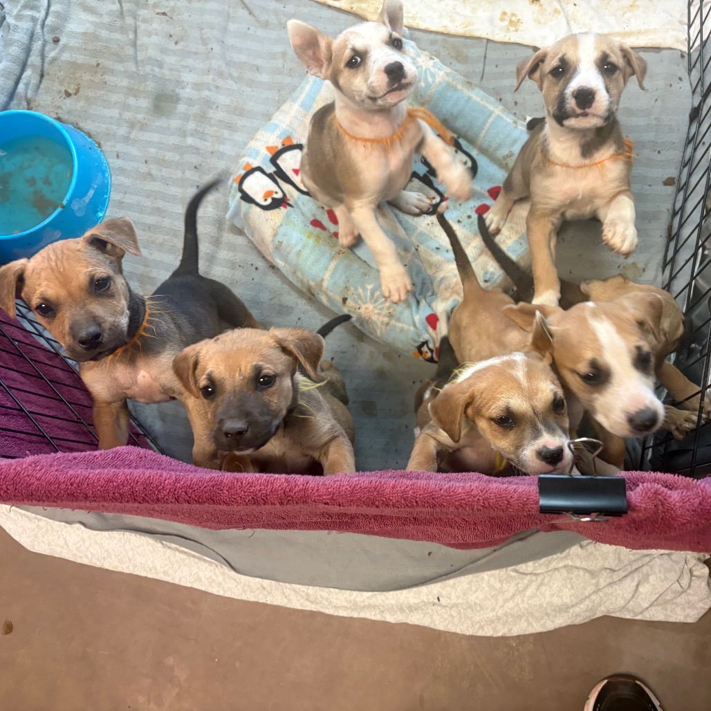 Shelter Stray Unknown Dog last seen , 11665 US-89, Flagstaff, AZ 86004, USA