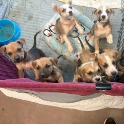 Shelter Stray Unknown Dog last seen , 11665 US-89, Flagstaff, AZ 86004, USA