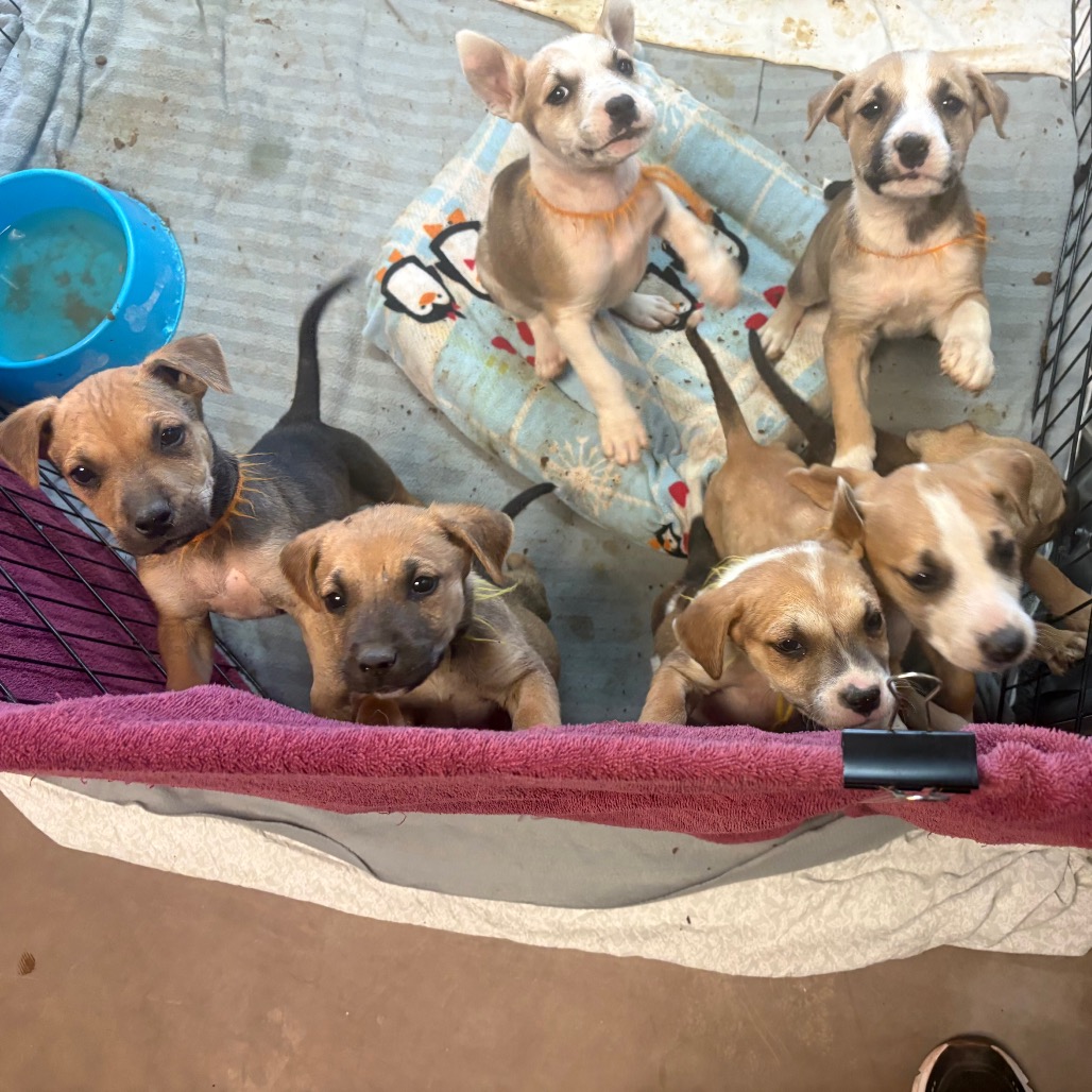 Shelter Stray Unknown Dog last seen , 11665 US-89, Flagstaff, AZ 86004, USA