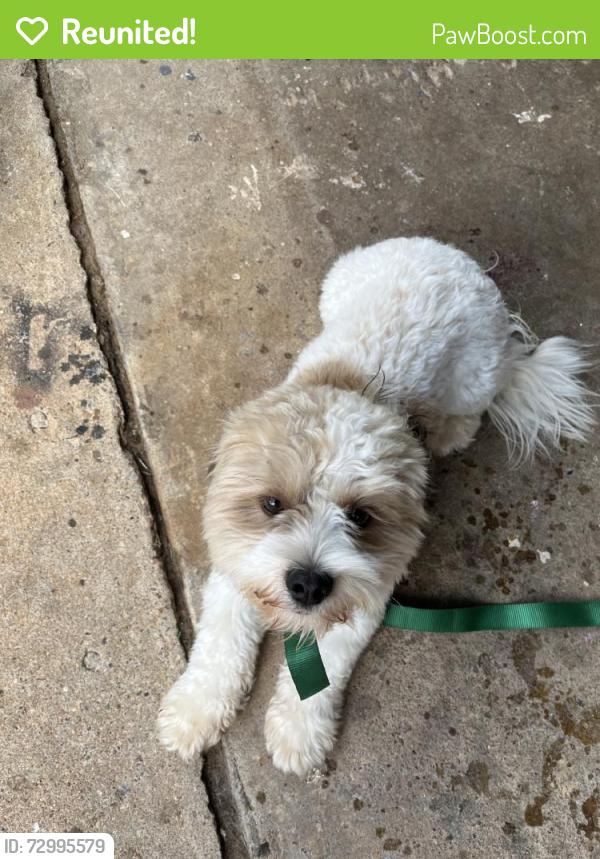Reunited Male Dog last seen Westborough Dr, Texas 77449, USA, Harris County, TX 77449