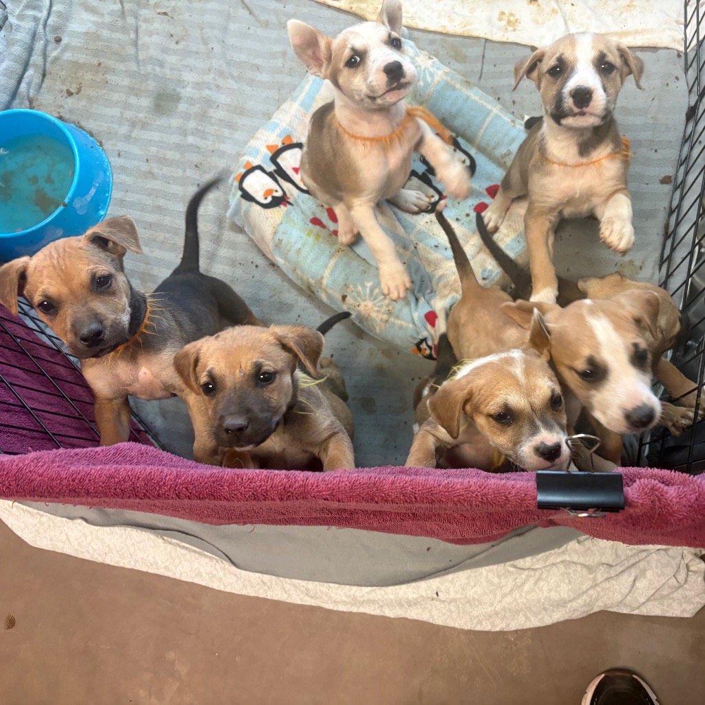 Shelter Stray Unknown Dog last seen , 11665 US-89, Flagstaff, AZ 86004, USA