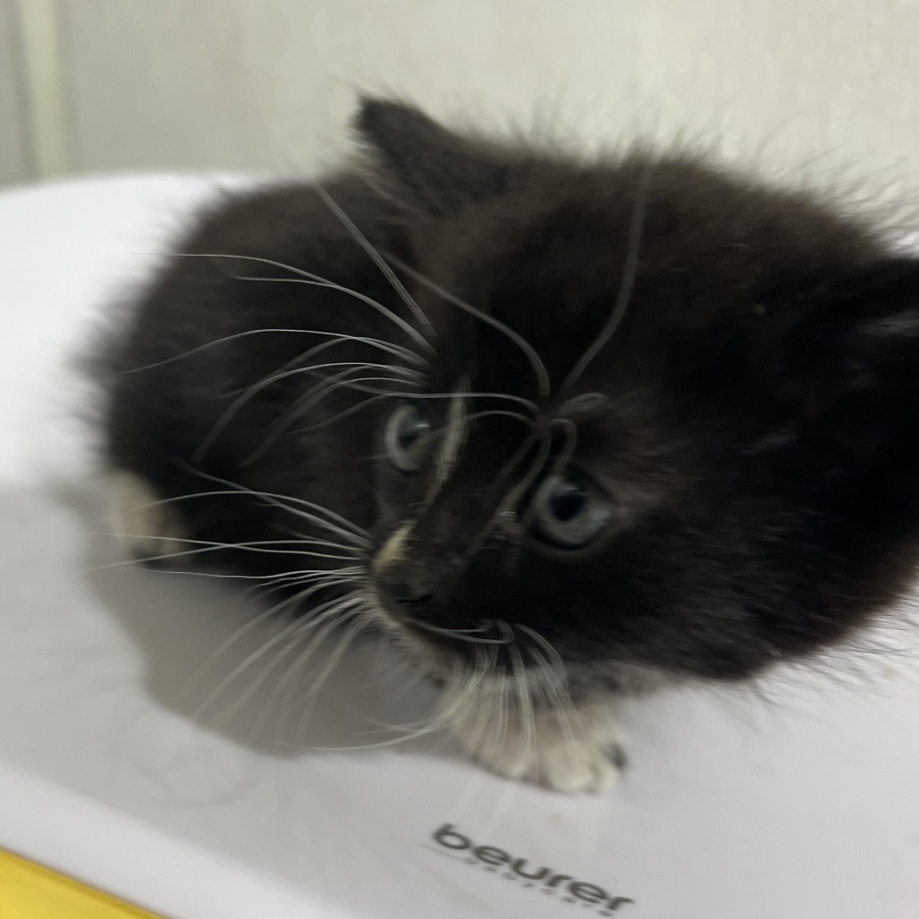 Shelter Stray Female Cat last seen , 3607 N Armenia Ave, Tampa, FL 33607, USA