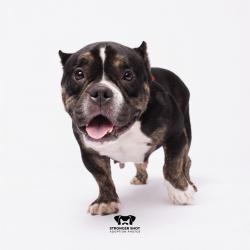 Shelter Stray Female Dog last seen , 3607 N Armenia Ave, Tampa, FL 33607, USA