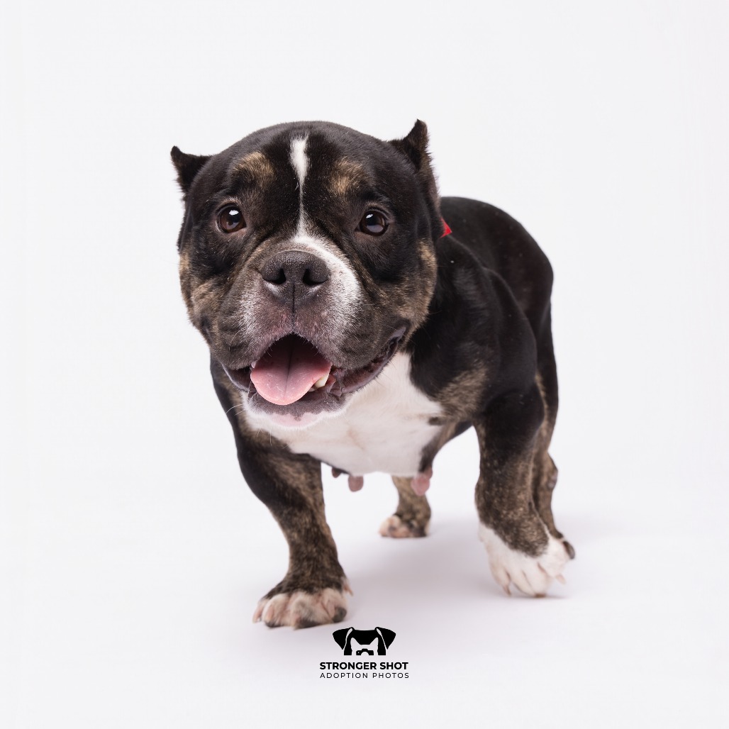 Shelter Stray Female Dog last seen , 3607 N Armenia Ave, Tampa, FL 33607, USA