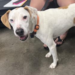 Shelter Stray Female Dog last seen , 3607 N Armenia Ave, Tampa, FL 33607, USA