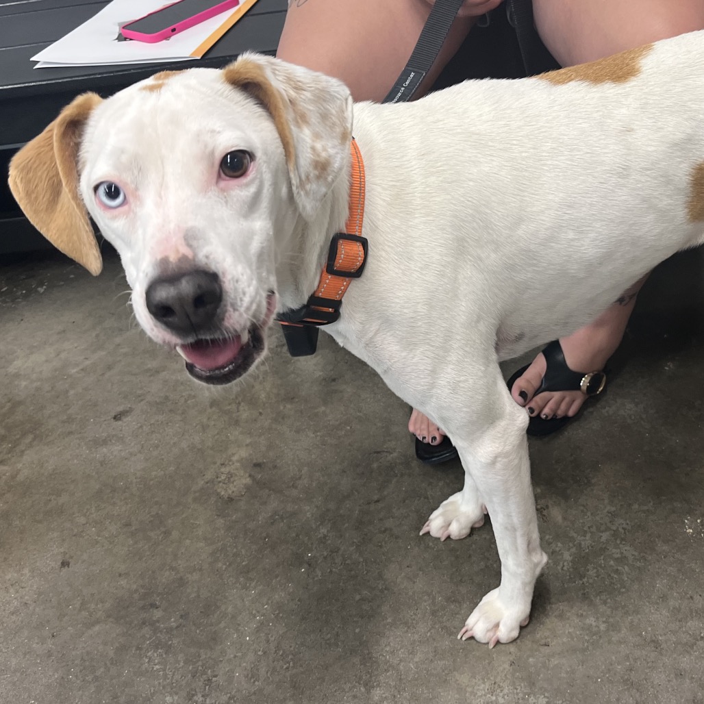 Shelter Stray Female Dog last seen , 3607 N Armenia Ave, Tampa, FL 33607, USA