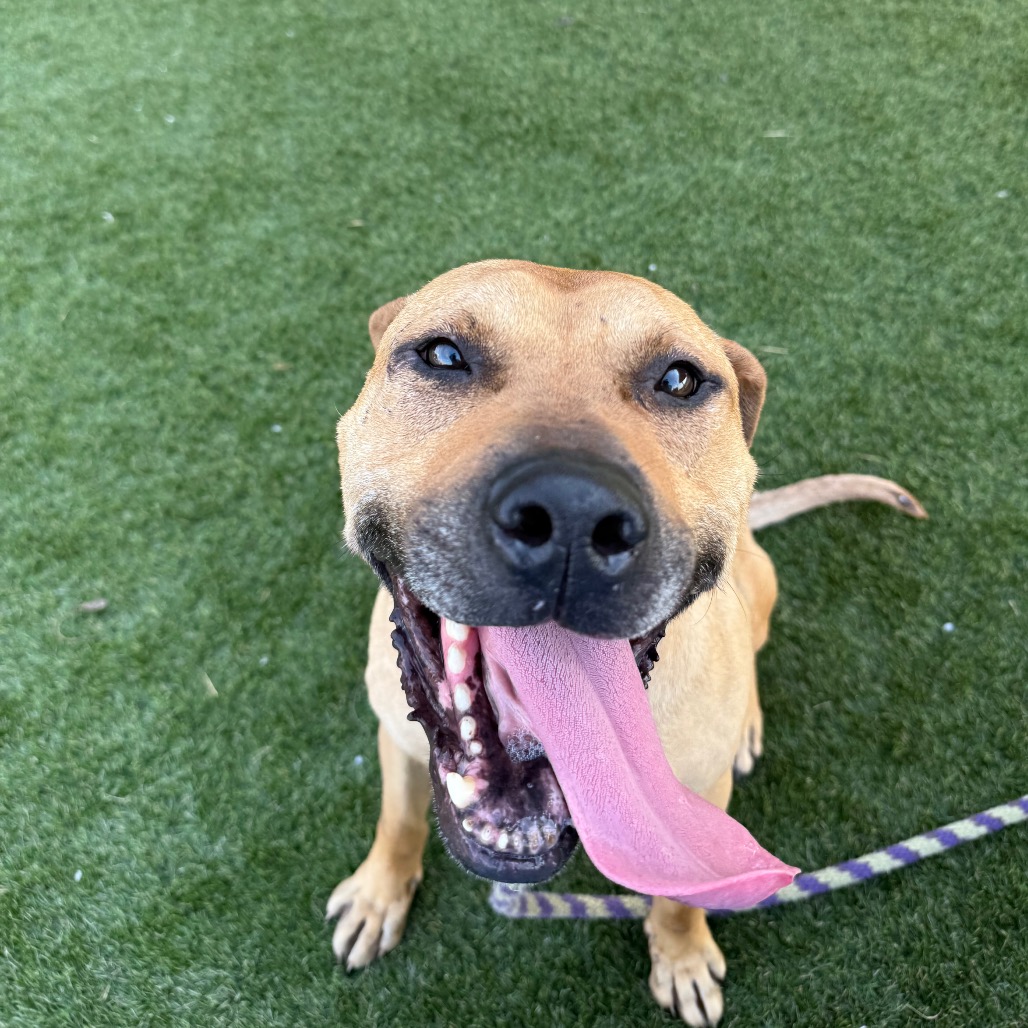 Shelter Stray Male Dog last seen , Animal Care & Control Team of Philly, 111 W Hunting Park Ave, Philadelphia, PA 19140, USA