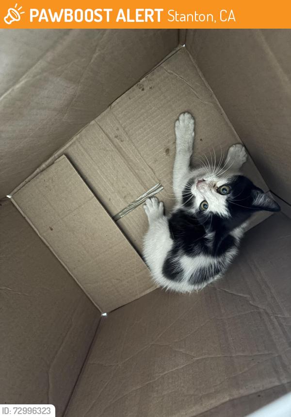 Found/Stray Unknown Cat last seen Garden Grove Blvd & Stanford Ave, Stanton, CA 90680