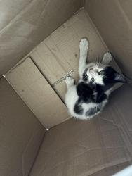 Found/Stray Unknown Cat last seen Garden Grove Blvd & Stanford Ave, Stanton, CA 90680
