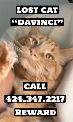 Reunited Male Cat last seen Irvine blvd and sand canyon, Irvine, CA 92620