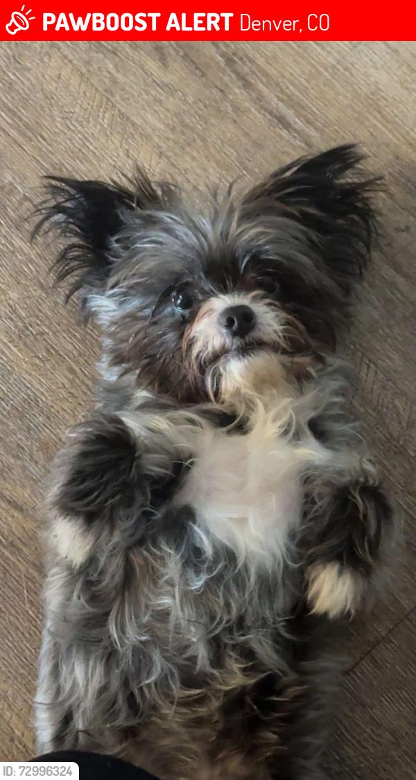 Lost Male Dog last seen Kentucky ave and Sheridan , Denver, CO 80219