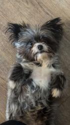 Lost Male Dog last seen Kentucky ave and Sheridan , Denver, CO 80219
