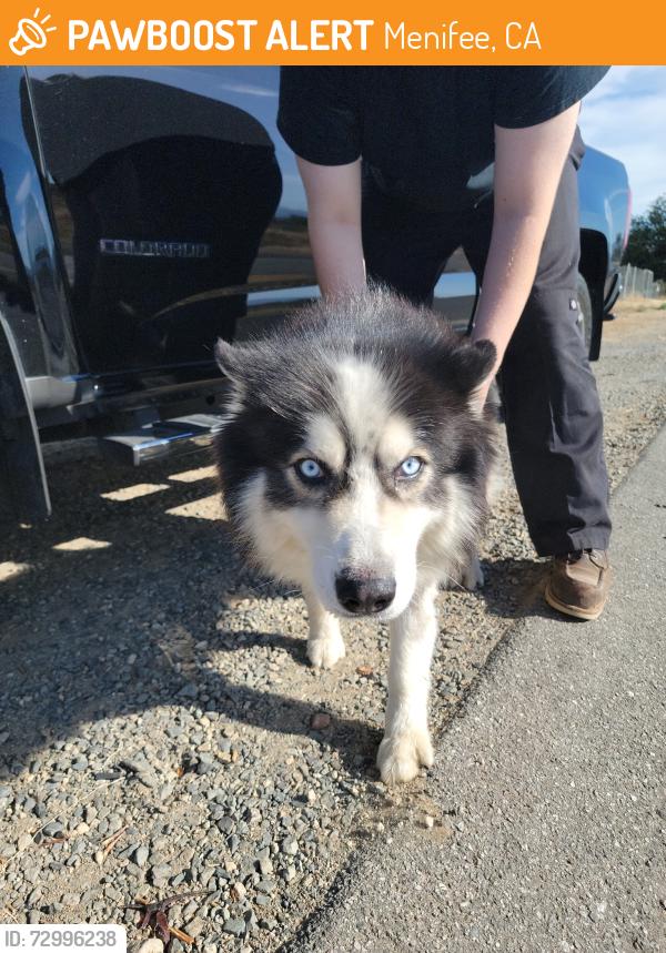 Found/Stray Male Dog last seen Goetz Rd near Corner Cave Liquor, Menifee, CA 92587