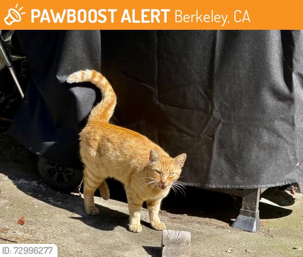 Found/Stray Unknown Cat last seen 8th & Grayson St., Berkeley, CA 94710