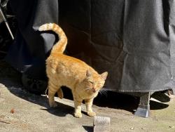 Found/Stray Unknown Cat last seen 8th & Grayson St., Berkeley, CA 94710
