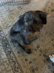 Found/Stray Female Dog last seen Mount pleasant park, San Jose, CA 95127