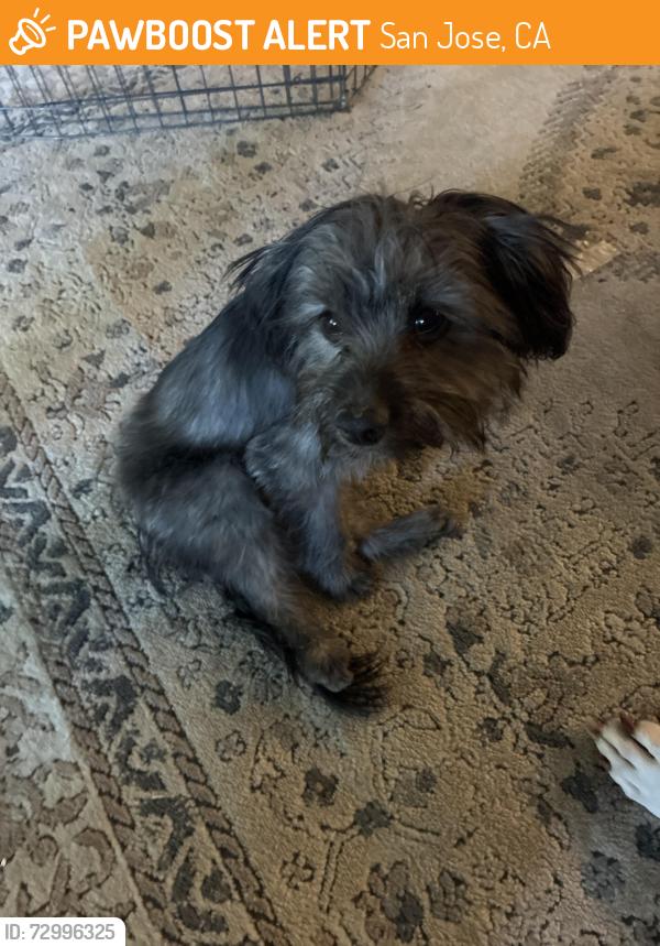 Found/Stray Female Dog last seen Mount pleasant park, San Jose, CA 95127